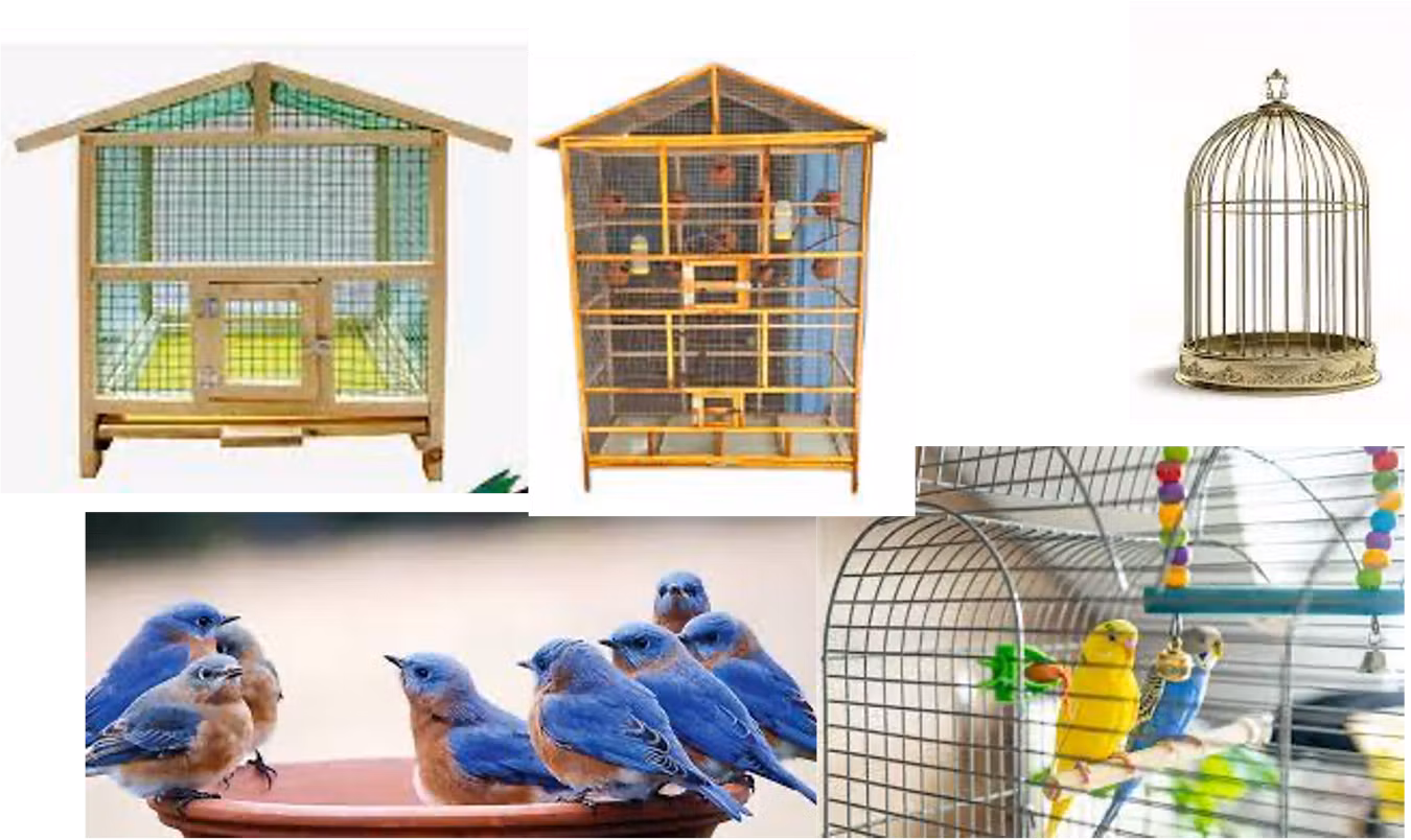 A Guide to Cage Cleaning for Your Feathered Friend