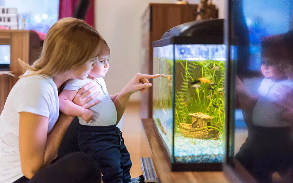 Buying an Aquarium for a Child or Teen