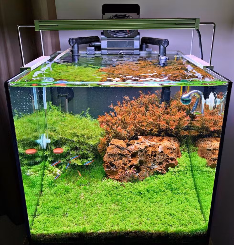 Types of Aquarium Filtration Systems: Keeping Your Tank Clean and Healthy