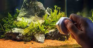 Practical Strategies to Manage and Prevent Algae Growth in Your Aquarium