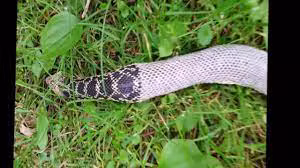 Shedding in Snakes: Understanding the Process and Promoting a Healthy Shed