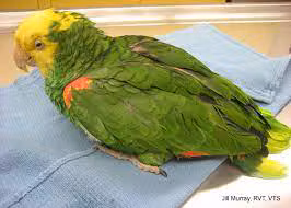Recognizing and Addressing Signs of Illness in Pet Birds
