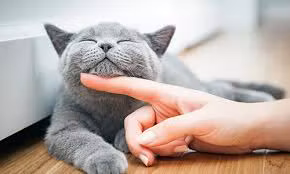 Understanding Cat Behavior: What It Means When a Cat Rubs Against You