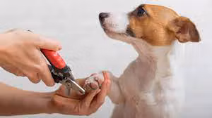 Caring for Your Dog's Nails: Prevention, Recognition, and Solutions