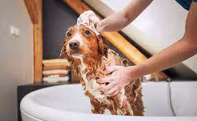 A Comprehensive Guide to Bathing Your Dog: Tips and Techniques