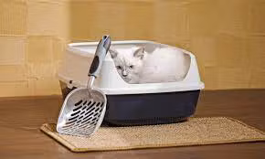 Guiding Your New Kitten Through the First Month: Tips for a Smooth Transition