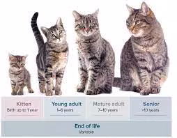 Navigating the Lifecycle of Cats: From Kittenhood to Senior Years